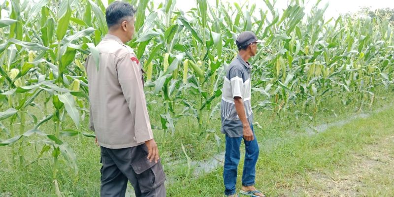 Dorong Ketahanan Pangan, Polsek Bukit Batu Kunjungi Warga di Banturung