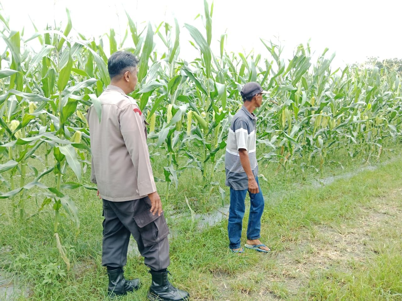 Dorong Ketahanan Pangan, Polsek Bukit Batu Kunjungi Warga di Banturung