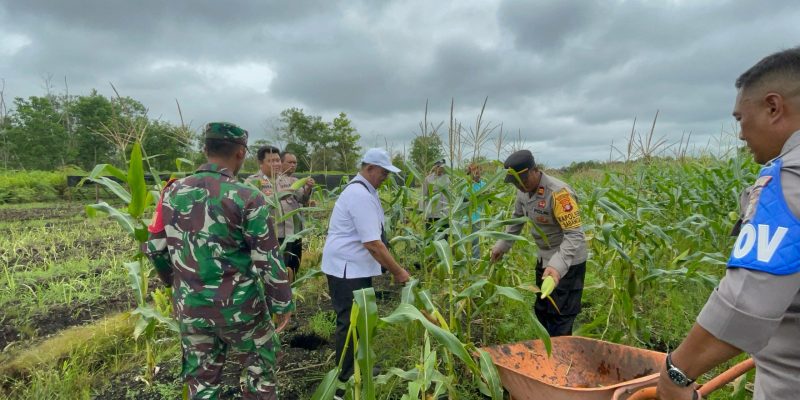 Di Kalampangan, Kapolsek Sabangau Sukseskan Panen Raya Jagung Serentak Tahap I