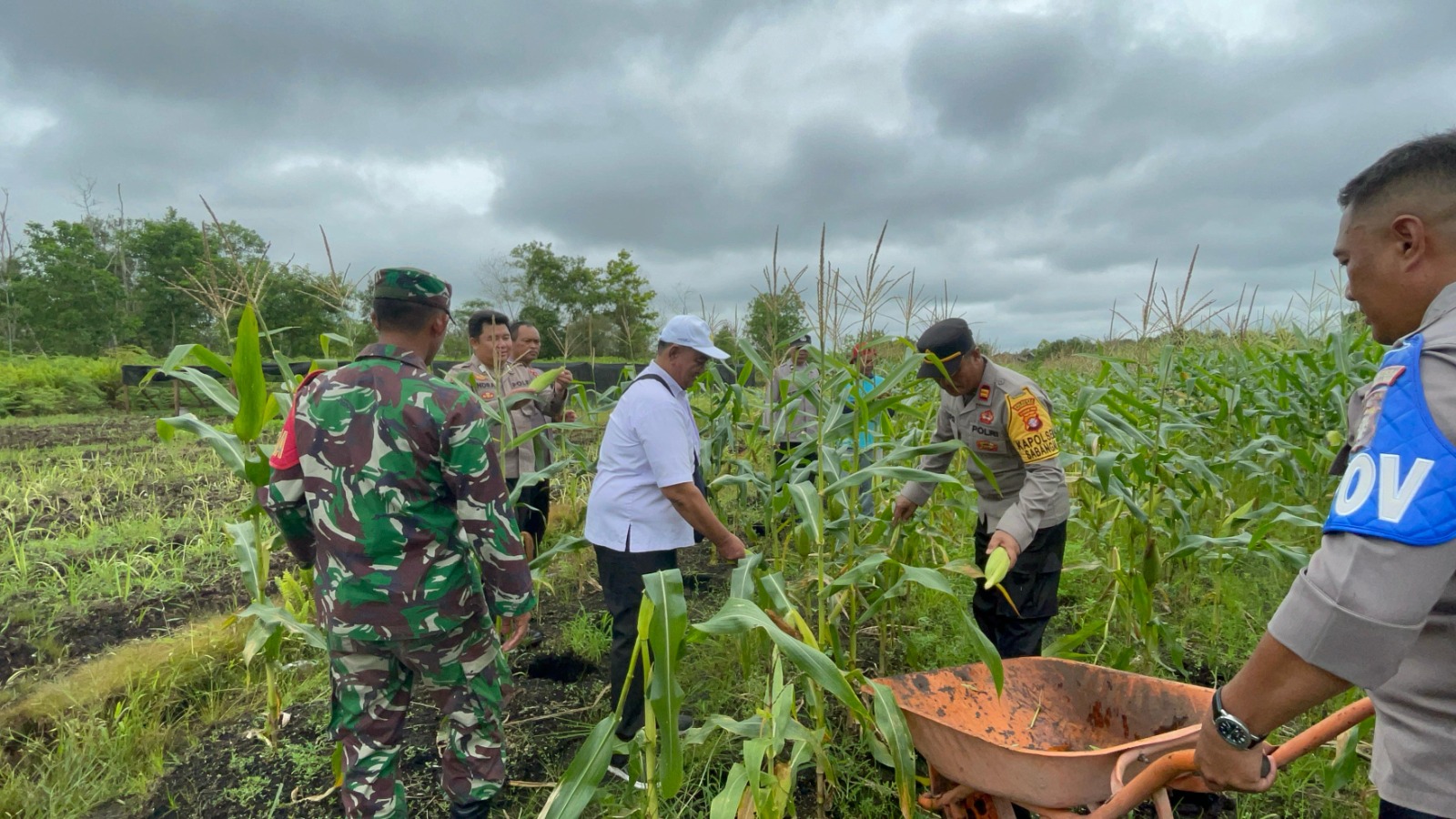 Di Kalampangan, Kapolsek Sabangau Sukseskan Panen Raya Jagung Serentak Tahap I