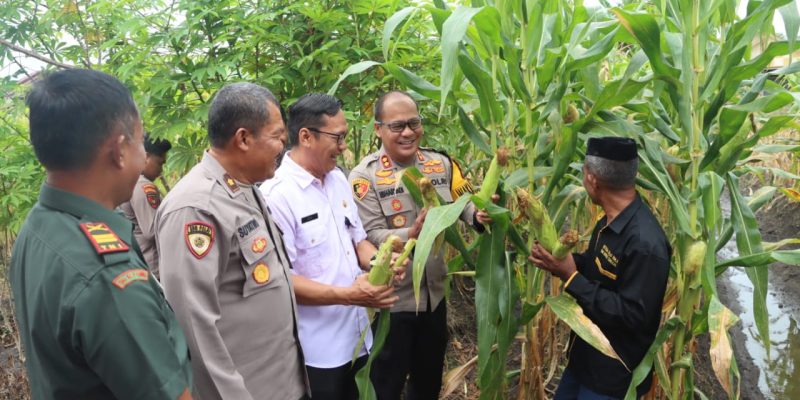 Sukseskan Ketahanan Pangan, Polresta Palangka Raya Panen Jagung di Lahan Poktan Sumber Rejeki Beruntung