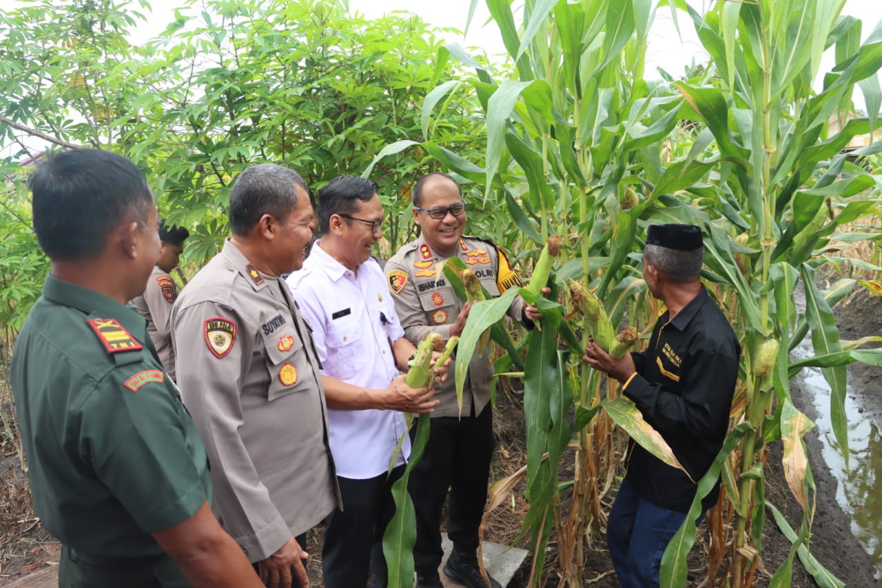 Sukseskan Ketahanan Pangan, Polresta Palangka Raya Panen Jagung di Lahan Poktan Sumber Rejeki Beruntung