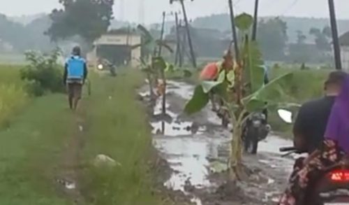 Jalan Rusak Parah di Desa Kedungkumpul, Warga Jengkel Menanami Pohon Pisang