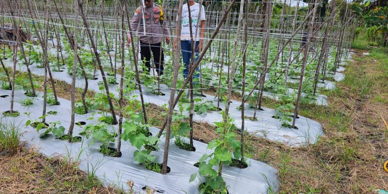 Dekat dengan Petani, Polsek Bukit Batu Dukung Ketahanan Pangan Warga