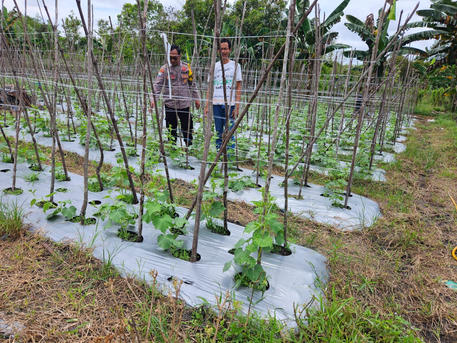 Dekat dengan Petani, Polsek Bukit Batu Dukung Ketahanan Pangan Warga