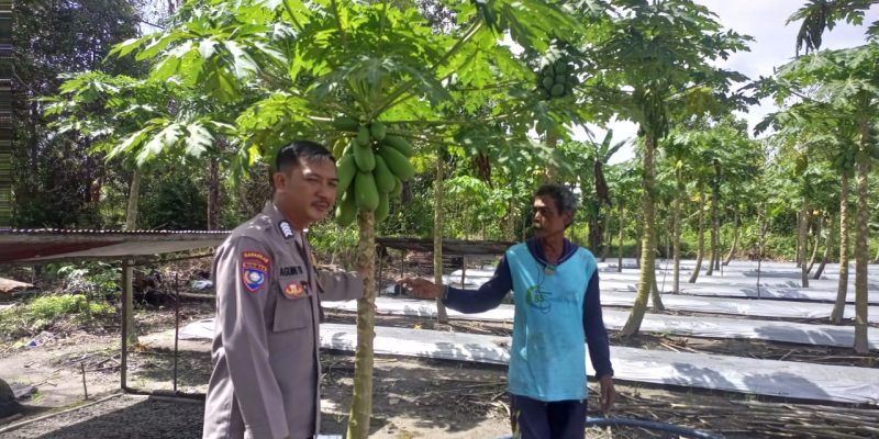 Dukung Ketahanan Pangan, Polsek Bukit Batu Kunjungi Lahan Tumpang Sari di Banturung