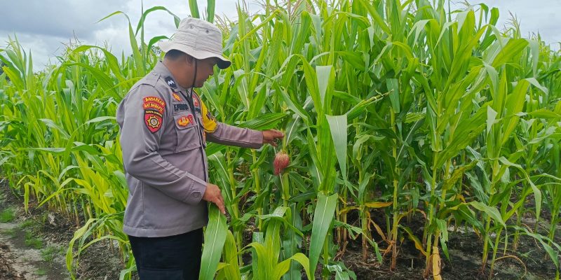 Polsek Rakumpit Pantau Perkembangan Tanaman Jagung di Pager
