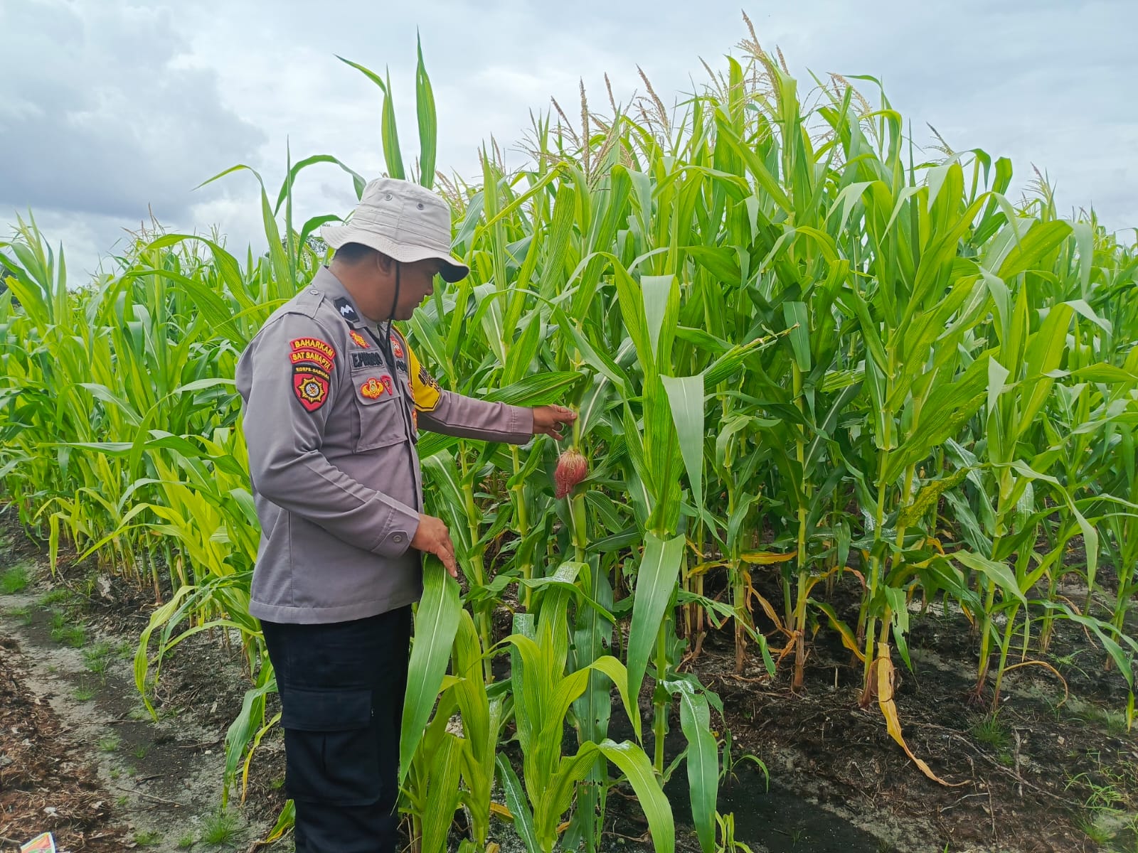 Polsek Rakumpit Pantau Perkembangan Tanaman Jagung di Pager