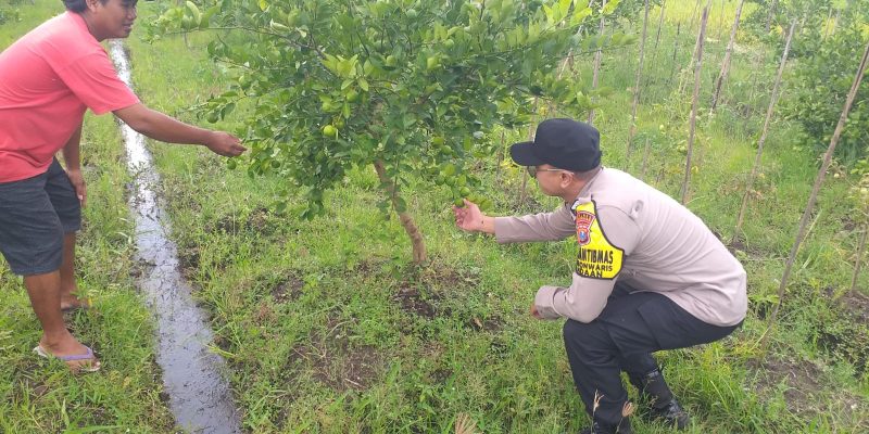 Pastikan Program Ketahanan Pangan Berjalan, Bhabinkamtibmas Polsek Pandaan Turun ke Kebun Jeruk