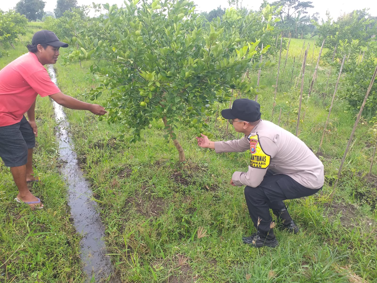 Pastikan Program Ketahanan Pangan Berjalan, Bhabinkamtibmas Polsek Pandaan Turun ke Kebun Jeruk