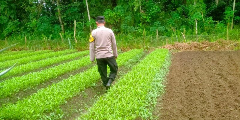 Datangi Petani Sayur Mayur, Polsek Bukit Batu Sampaikan Program Ketahanan Pangan di Tangkiling