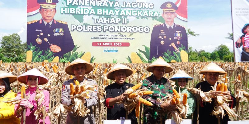 Petani di Ponorogo Puas dengan Jagung Hibrida Bhayangkara, Panen Melimpah dan Tahan Penyakit