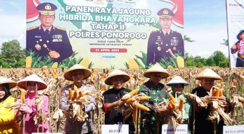Petani di Ponorogo Puas dengan Jagung Hibrida Bhayangkara, Panen Melimpah dan Tahan Penyakit