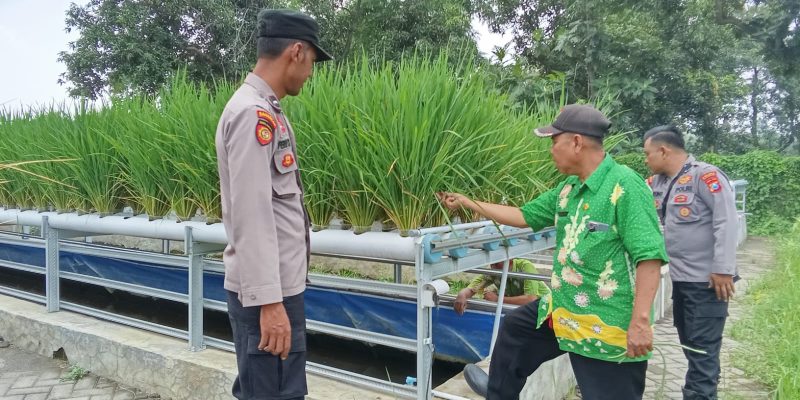 Polsek Wonorejo Genjot Ketahanan Pangan dengan Konsep Hidroponik dan Lele