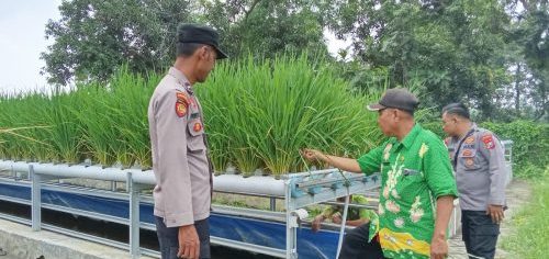 Polsek Wonorejo Genjot Ketahanan Pangan dengan Konsep Hidroponik dan Lele
