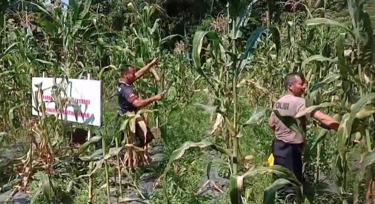 Dukung Ketahanan Pangan, Polsek Kajen Panen Jagung di Lahan Pekarangan Bergizi