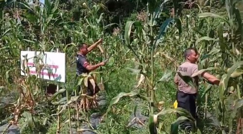 Dukung Ketahanan Pangan, Polsek Kajen Panen Jagung di Lahan Pekarangan Bergizi