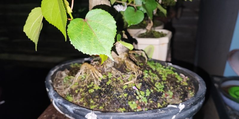 Pelaku Pencuri Tanaman Bonsai di Pekalongan Diamankan Polisi