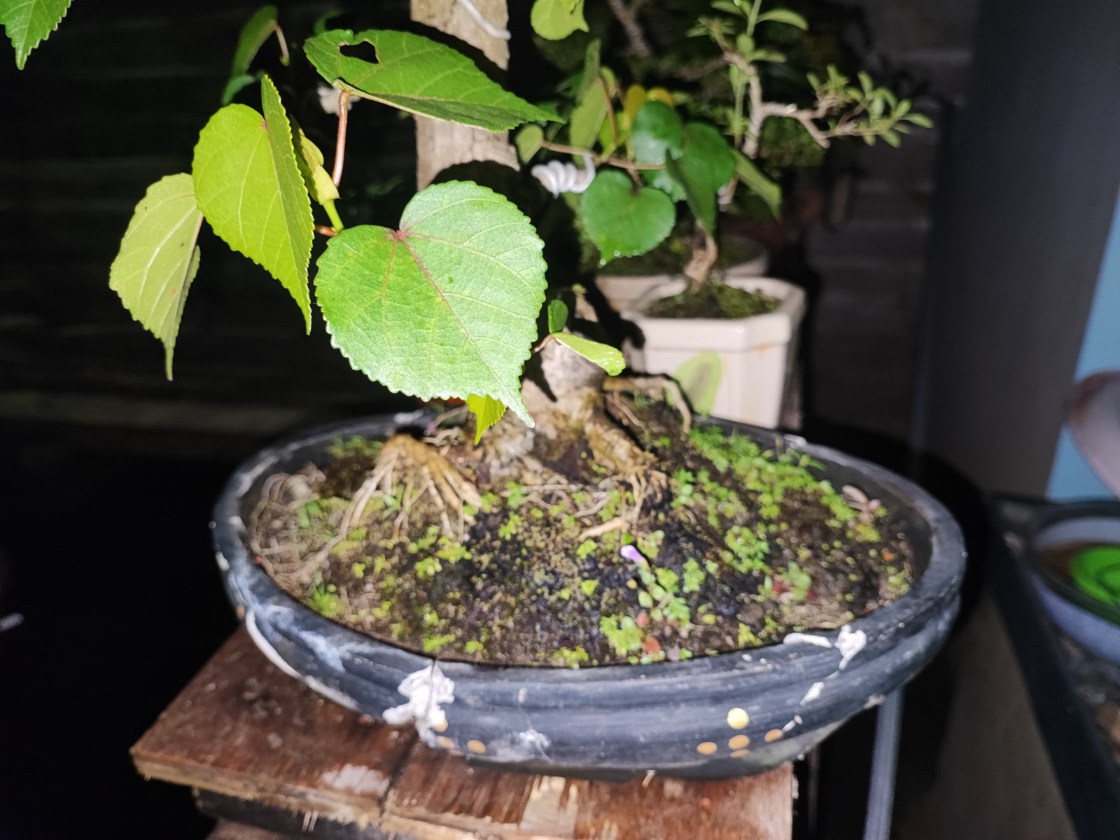 Pelaku Pencuri Tanaman Bonsai di Pekalongan Diamankan Polisi