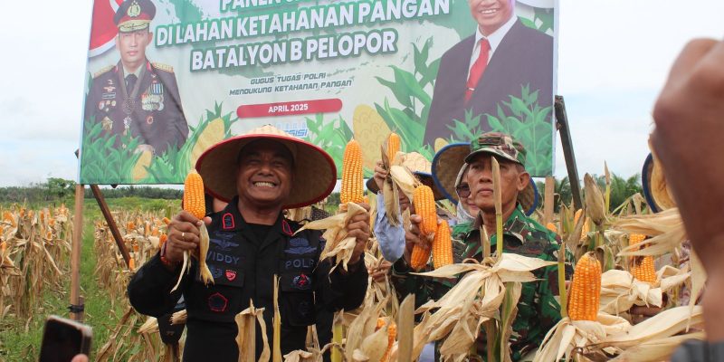 Dukung Ketahanan Pangan, Brimob Kalteng Gelar Panen Raya Jagung di Sampit dan Pangkalan Bun