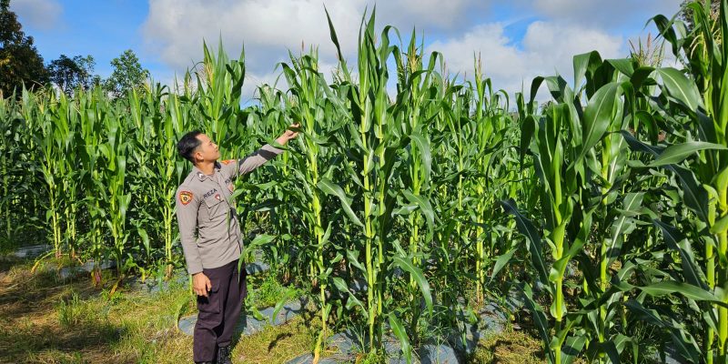 Polresta Palangka Raya Tinjau Perkembangan Tanaman Jagung di Lahan Ketahanan Pangan