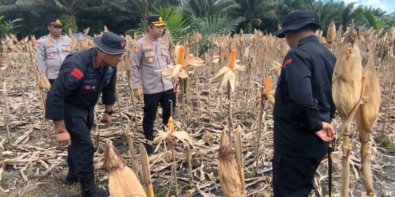 Kapolres Pulang Pisau Dampingi Dansat Brimob Kalteng Tinjau Lokasi Panen Jagung di PT MKM, Wujud Sinergi Dukung Pertanian