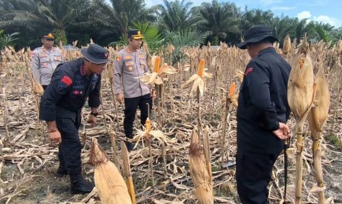 Kapolres Pulang Pisau Dampingi Dansat Brimob Kalteng Tinjau Lokasi Panen Jagung di PT MKM, Wujud Sinergi Dukung Pertanian