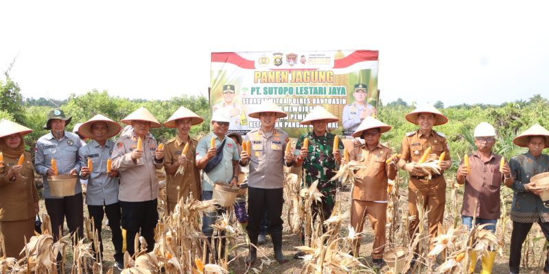 Kolaborasi Polres Banyuasin-PT SLJ Sukses Panen Jagung, Kapolres Tekankan Keberlanjutan