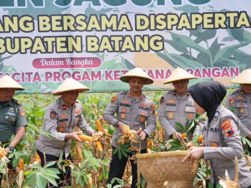 Polres Batang Gelar Panen Raya Jagung Serentak di Subah untuk Dukung Swasembada Pangan 2025