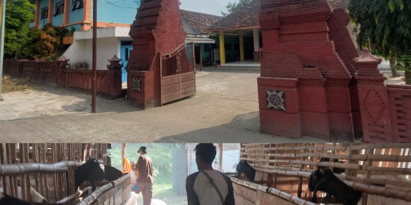 Bantuan Hewan Kambing di Desa Jetis Menjadi Bahan Omongan Miring Warga, Kades Dituding Kuasai Pribadi