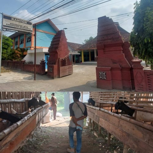 Bantuan Hewan Kambing di Desa Jetis Menjadi Bahan Omongan Miring Warga, Kades Dituding Kuasai Pribadi
