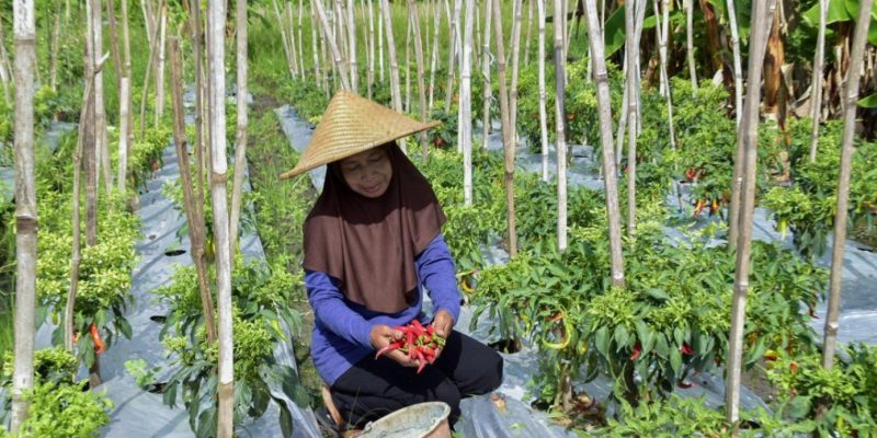 Harga Cabai Rawit Merah dan Tomat Stabil, TPID Surabaya Pastikan Stok Aman