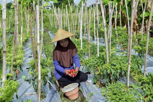Harga Cabai Rawit Merah dan Tomat Stabil, TPID Surabaya Pastikan Stok Aman