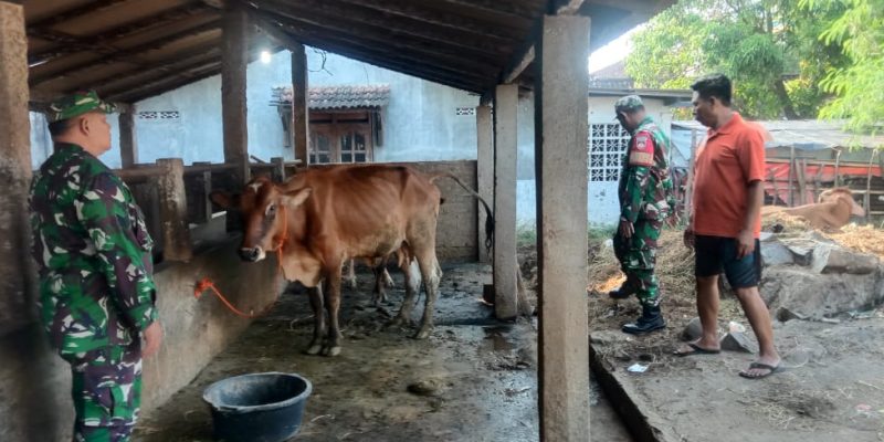 Babinsa Berbagi Ilmu dan Semangat, Kunjungi Peternak Sapi