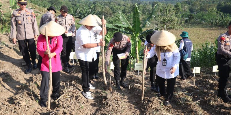 Dukung Program Swasembada Pangan 2025, Polres Pekalongan dan Jajarannya Tanam Jagung Serentak