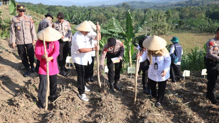 Dukung Program Swasembada Pangan 2025, Polres Pekalongan dan Jajarannya Tanam Jagung Serentak