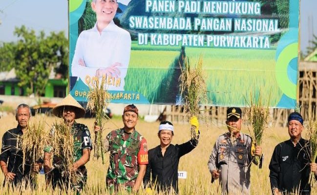 Teknologi Modern Bawa Pertanian Purwakarta ke Era Baru: Produksi Padi Naik Kelas, Hasil Panen Melimpah