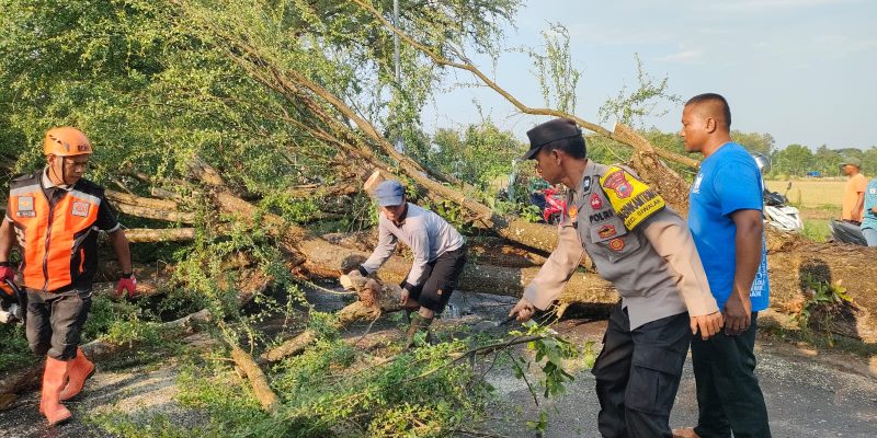 Pohon Tumbang Tutup Jalan Sragi–Kesesi, Polisi Lakukan Evakuasi