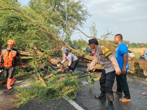 Pohon Tumbang Tutup Jalan Sragi–Kesesi, Polisi Lakukan Evakuasi