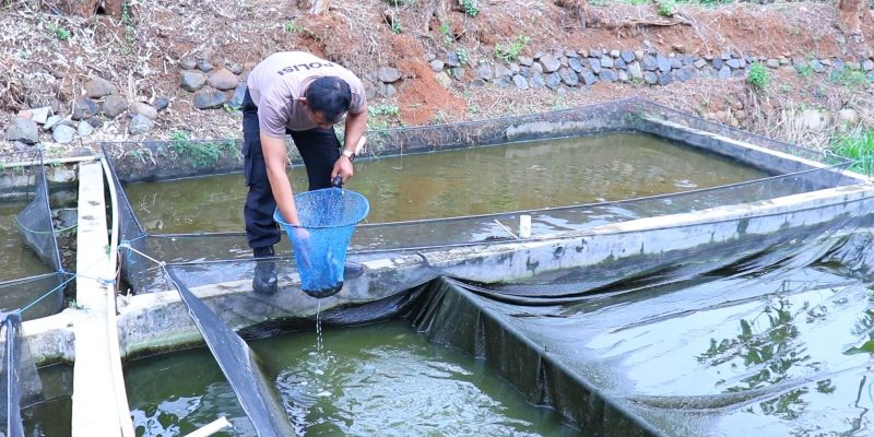 Sukses Berwirausaha, Bhabinkamtibmas di Pekalongan Raup Omzet Belasan Juta dari Budidaya Lele