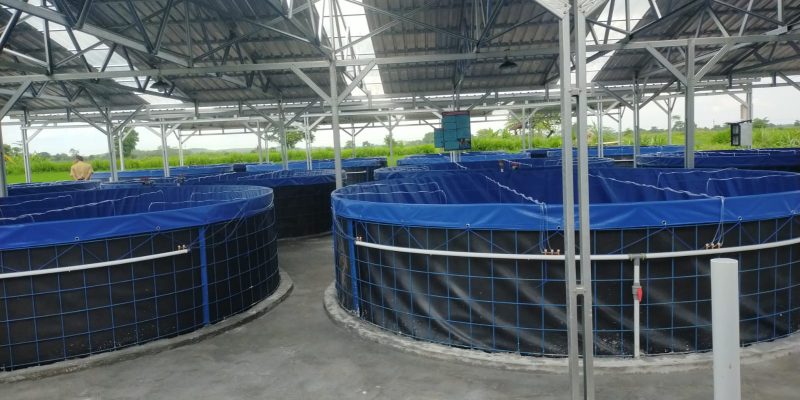 Sokong Program Makan Bergizi Gratis, Desa Mandesan Jadi Pionir Budidaya Nila Bioflok di Kabupaten Blitar