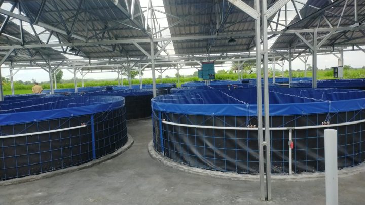 Sokong Program Makan Bergizi Gratis, Desa Mandesan Jadi Pionir Budidaya Nila Bioflok di Kabupaten Blitar