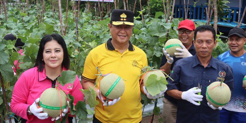 Kapolda Kalteng Bersama Bhayangkari Panen Melon Perdana di Lahan Pekarangan Pangan Lestari