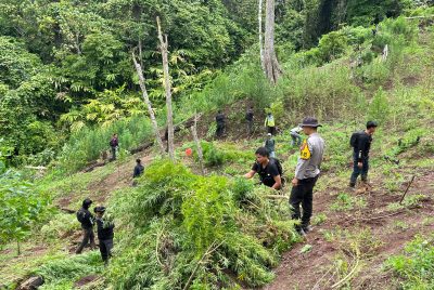 Penemuan Ladang Ganja 3 Hektar di Kabupaten Empat Lawang, 8 Karung Siap Edar Diamankan