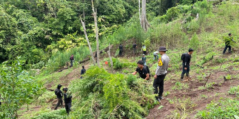 Penemuan Ladang Ganja 3 Hektar di Kabupaten Empat Lawang, 8 Karung Siap Edar Diamankan