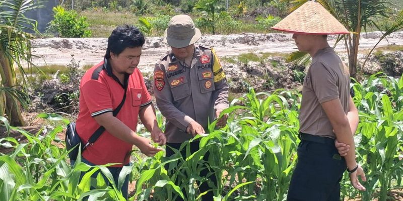 Dukung Ketahanan Pangan, Polsek Rakumpit Monitoring Lahan Jagung 7 Hektare di Pager