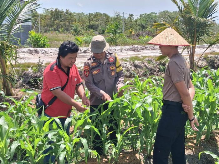 Dukung Ketahanan Pangan, Polsek Rakumpit Monitoring Lahan Jagung 7 Hektare di Pager