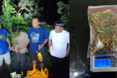 Satresnarkoba Polres Kediri Ungkap Kasus Budidaya Ganja di kecamatan Ploso Klaten 