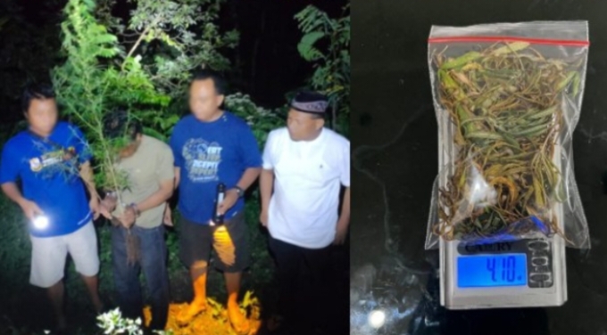Satresnarkoba Polres Kediri Ungkap Kasus Budidaya Ganja di kecamatan Ploso Klaten 