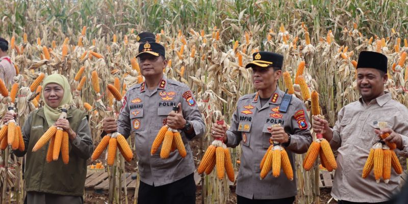 Kapolda Jatim dan Gubernur Panen Jagung di Green Farm Banyuwangi Penuhi Target Swasembada Pangan